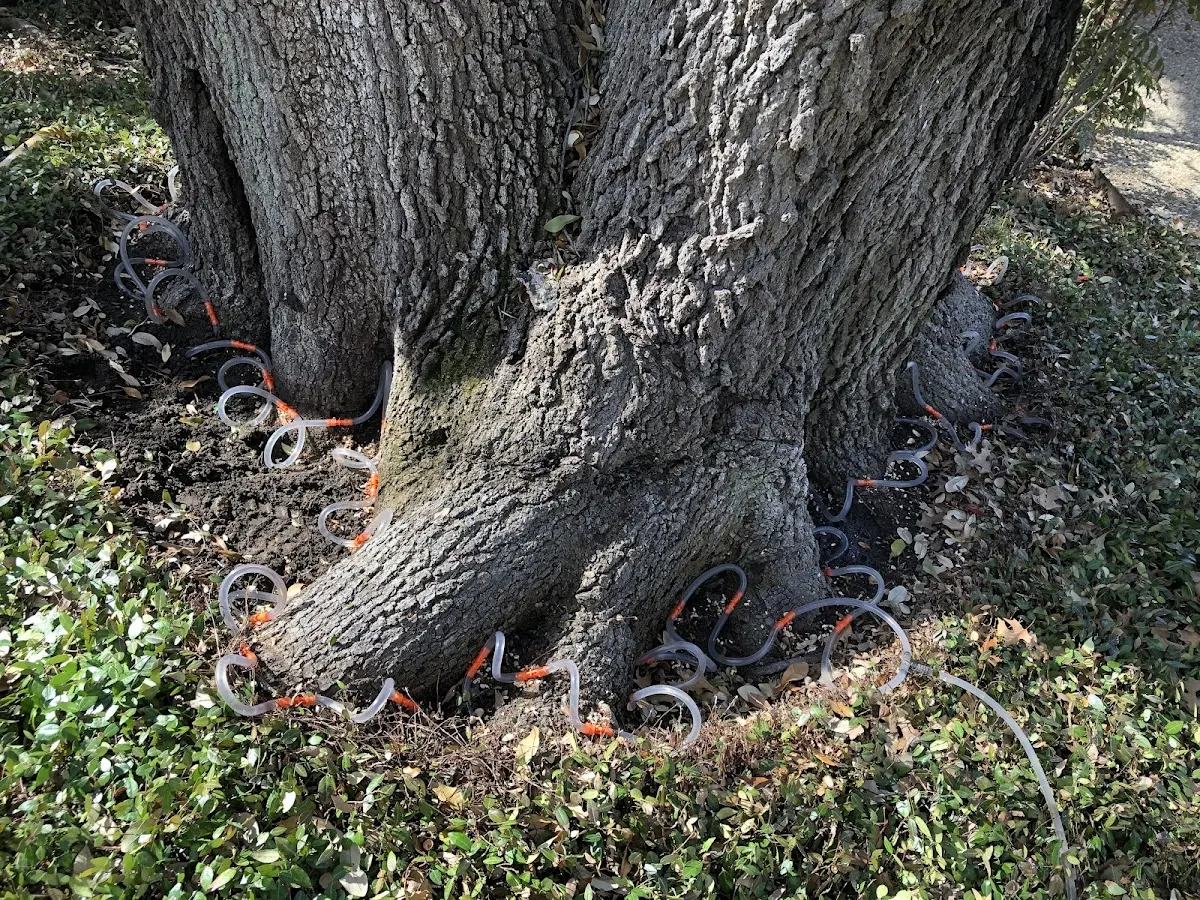 Detailed Tree Cabling and Bracing job site in Tampa