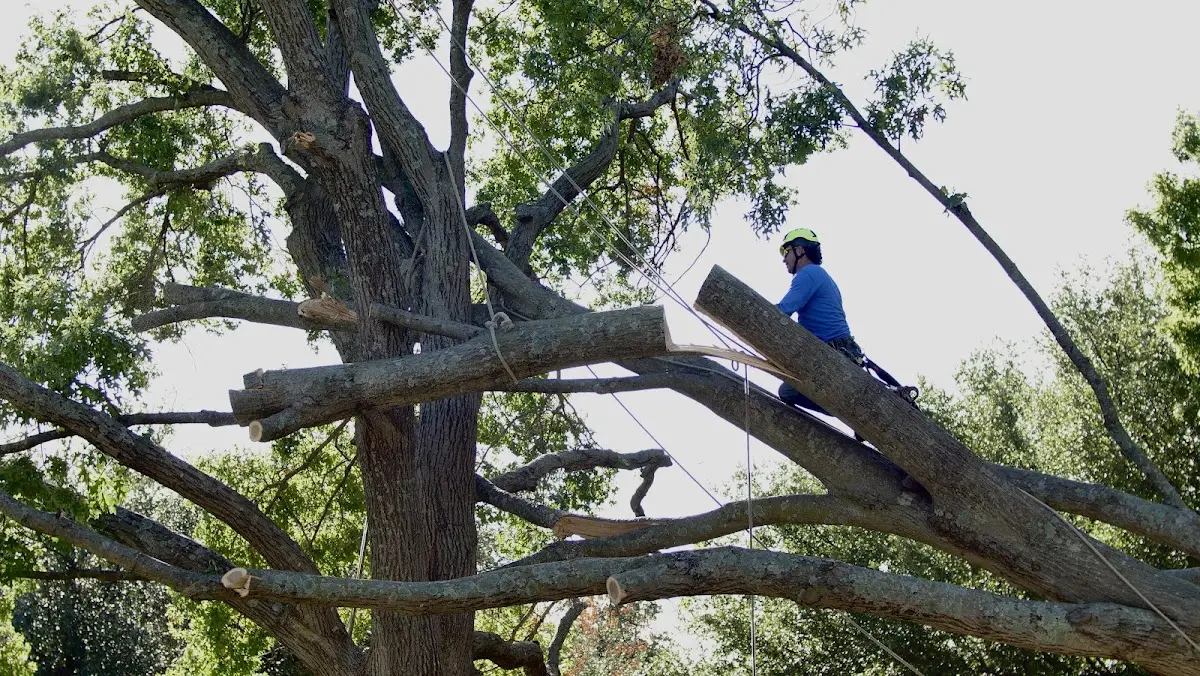 Professional Hazardous Tree Removal performed by certified arborists in Tampa