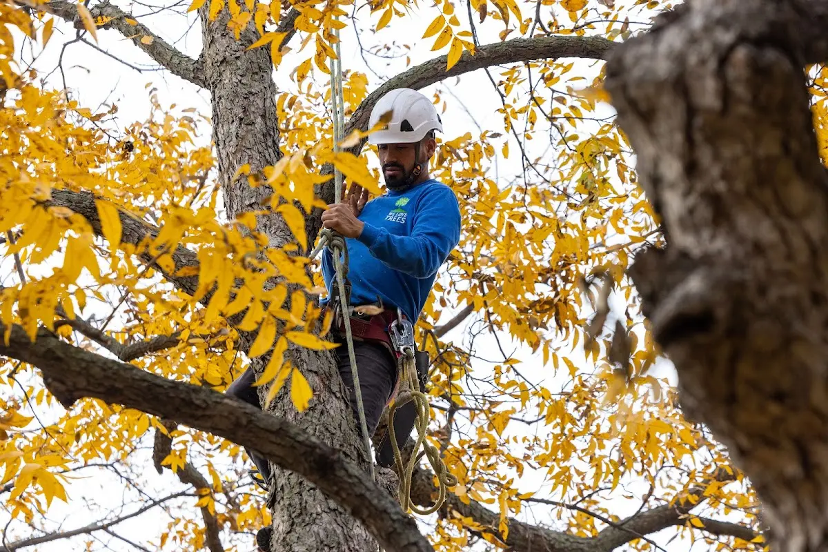 Skilled Tree Pruning crew working in Tampa